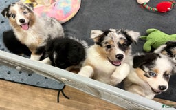 Australian Shepherd dogs for sale: Strawberry - Image 1