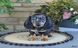 Miniature Dachshund dogs for sale: Lucky - Image 4