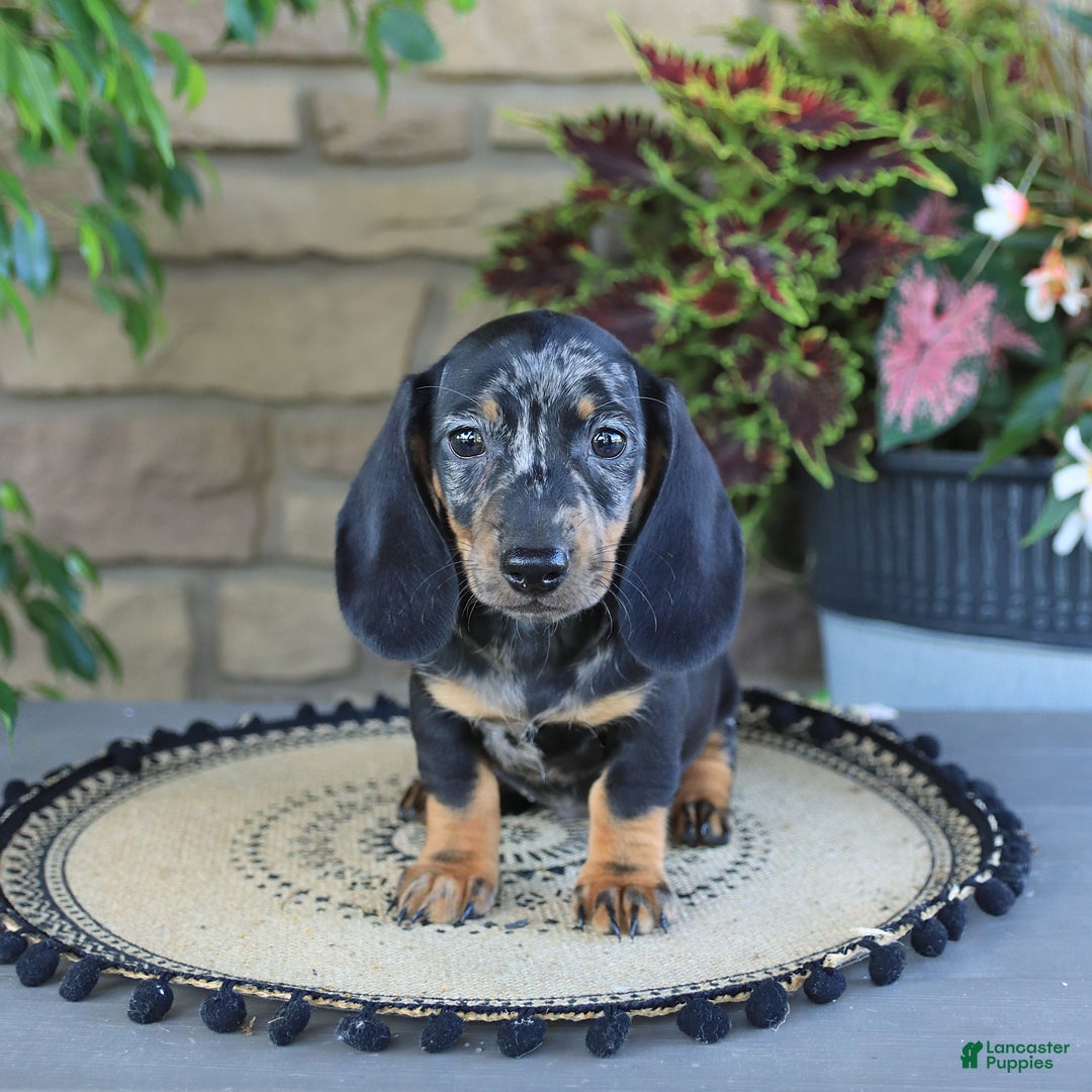 Miniature Dachshund dogs for sale: Lucky - Image 4