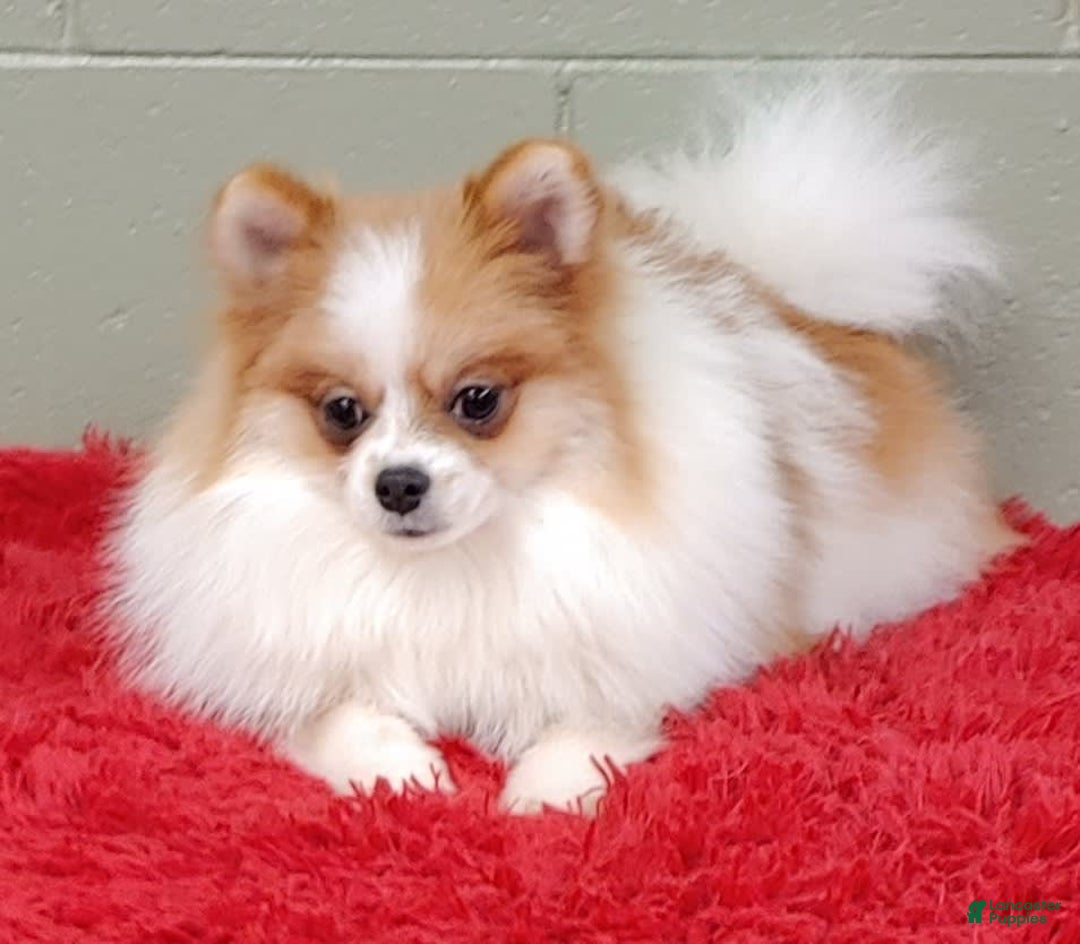 Pomeranian dogs for sale: Tommy - Image 5