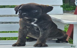 Boxer dogs for sale: Brady European Boxer health tested - Listing for pets: Beautiful European Health Tested Parents, Brady European Boxer health tested, Cream De Coco, Lilly European - Image 7