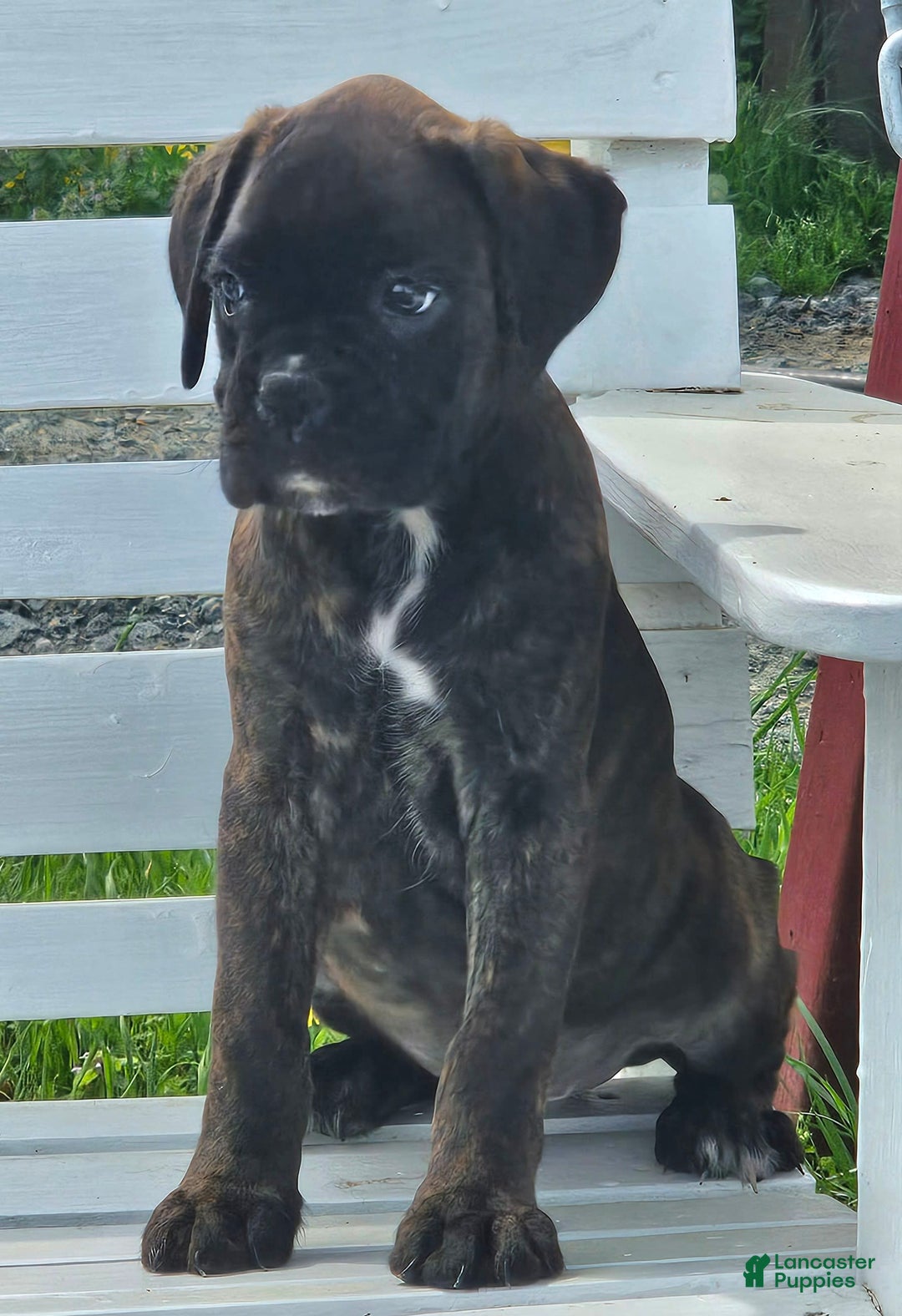 Boxer dogs for sale: Brady European Boxer health tested - Listing for pets: Beautiful European Health Tested Parents, Brady European Boxer health tested, Cream De Coco, Lilly European - Image 7