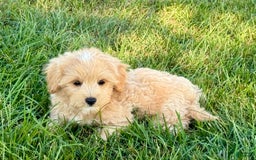 Maltipoo dogs for sale: Kobe - Image 8