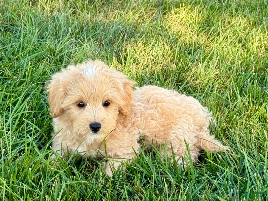 Maltipoo dogs for sale: Kobe - Image 8