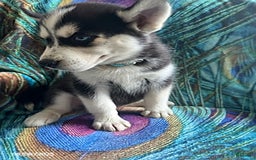 Pomsky dogs for sale: Raider - Image 2