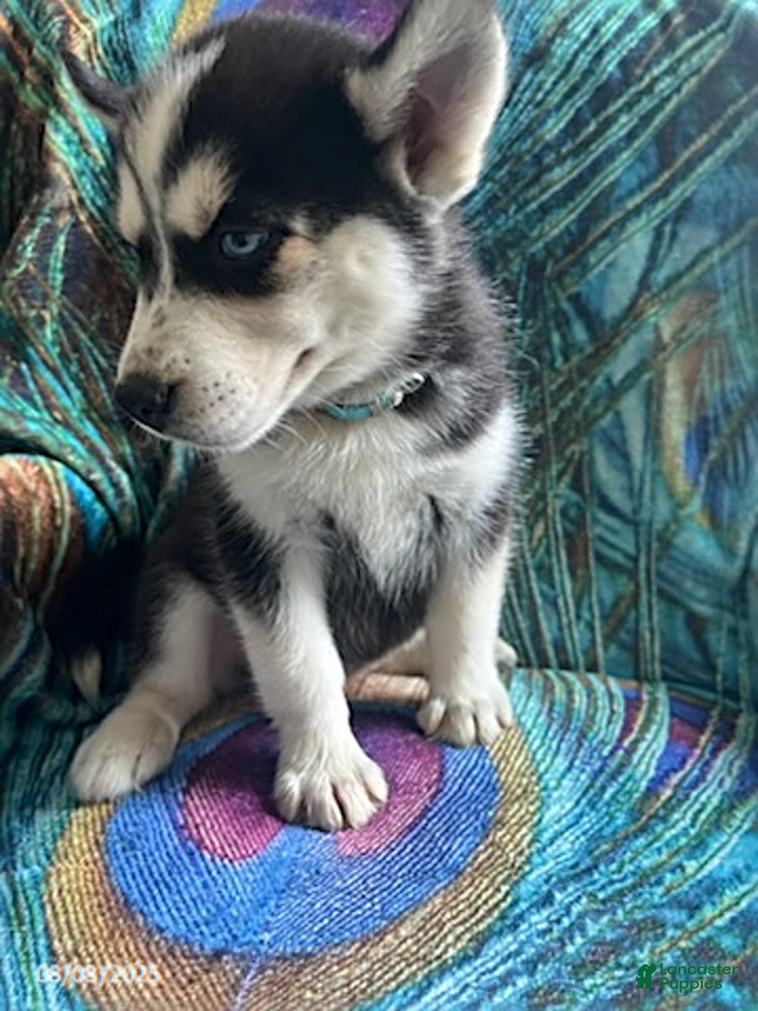 Pomsky dogs for sale: Raider - Image 2