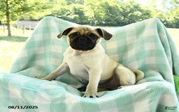 Pug dogs for sale: Nugget - Image 6