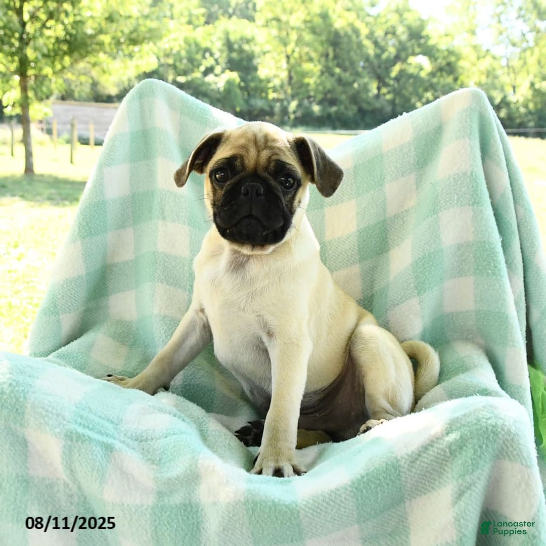 Pug dogs for sale: Nugget - Image 6