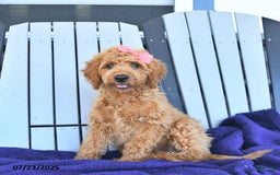 Mini Goldendoodle dogs for sale: Aurora - Image 15