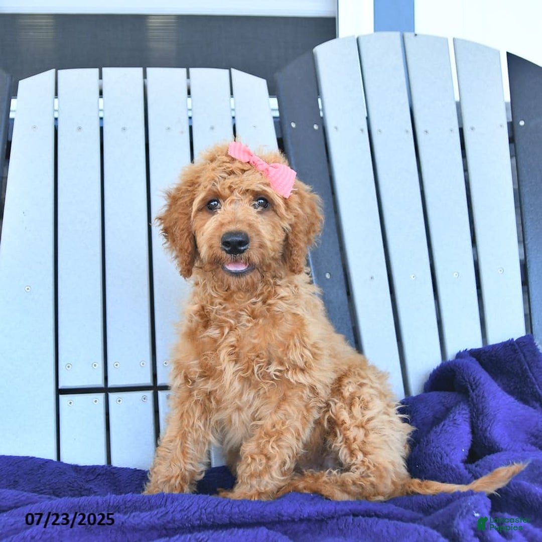 Mini Goldendoodle dogs for sale: Aurora - Image 15