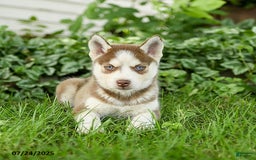 Pomsky dogs for sale: Kipling - Image 1