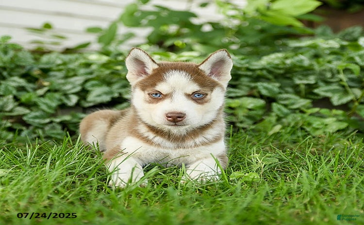 Pomsky dogs for sale - Ad 4