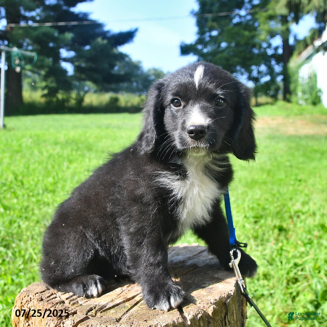 Golden Retriever dogs for sale: Toby - Image 3