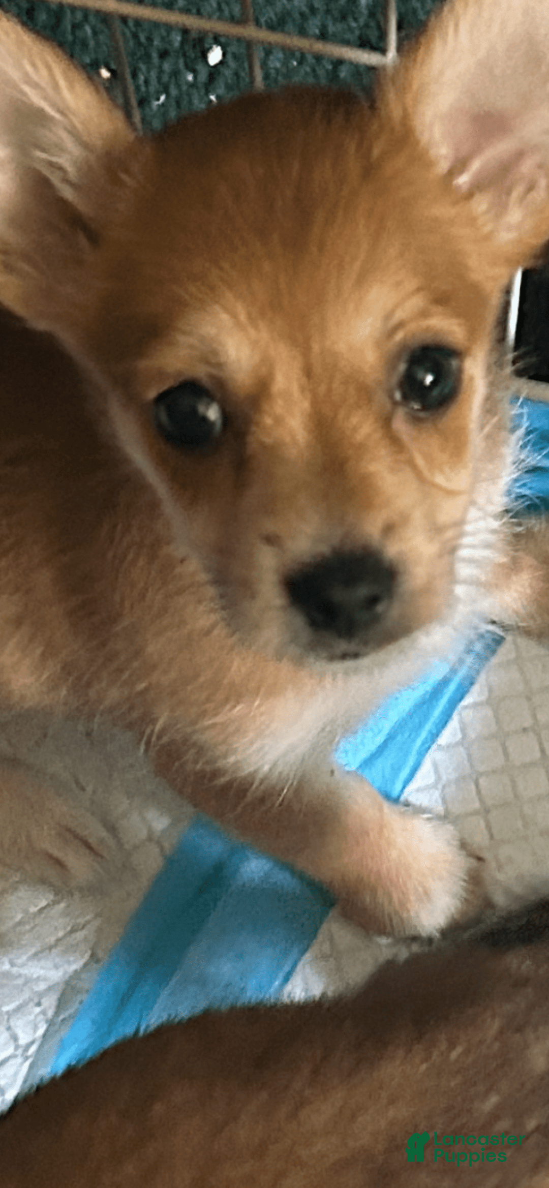 Yorkshire Terrier dogs for sale: Tanny - Image 2