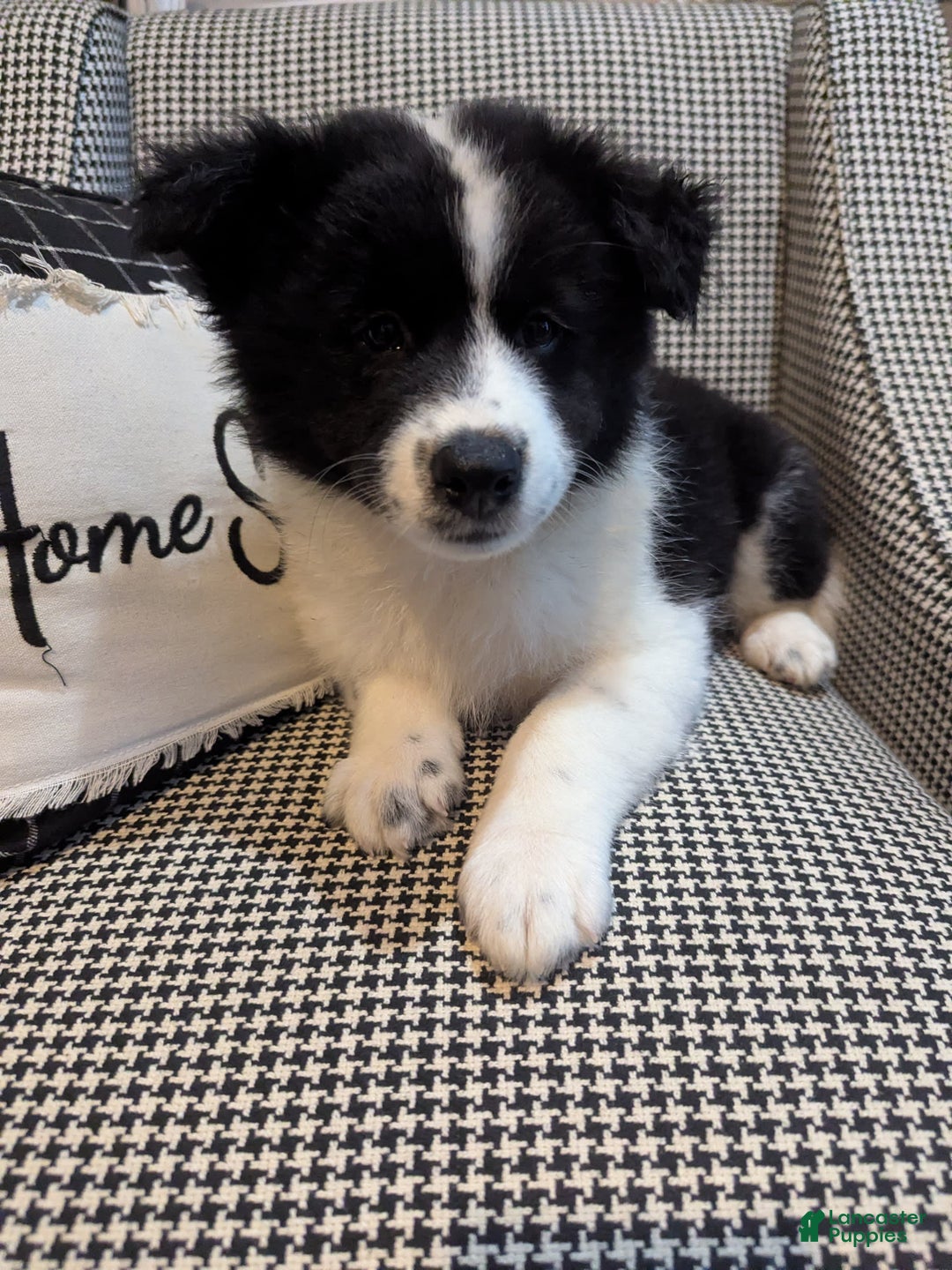 Samoyed dogs for sale: Orange - Image 1