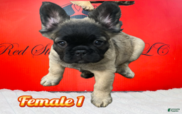 French Bulldog dogs for sale: Lucia - Image 1