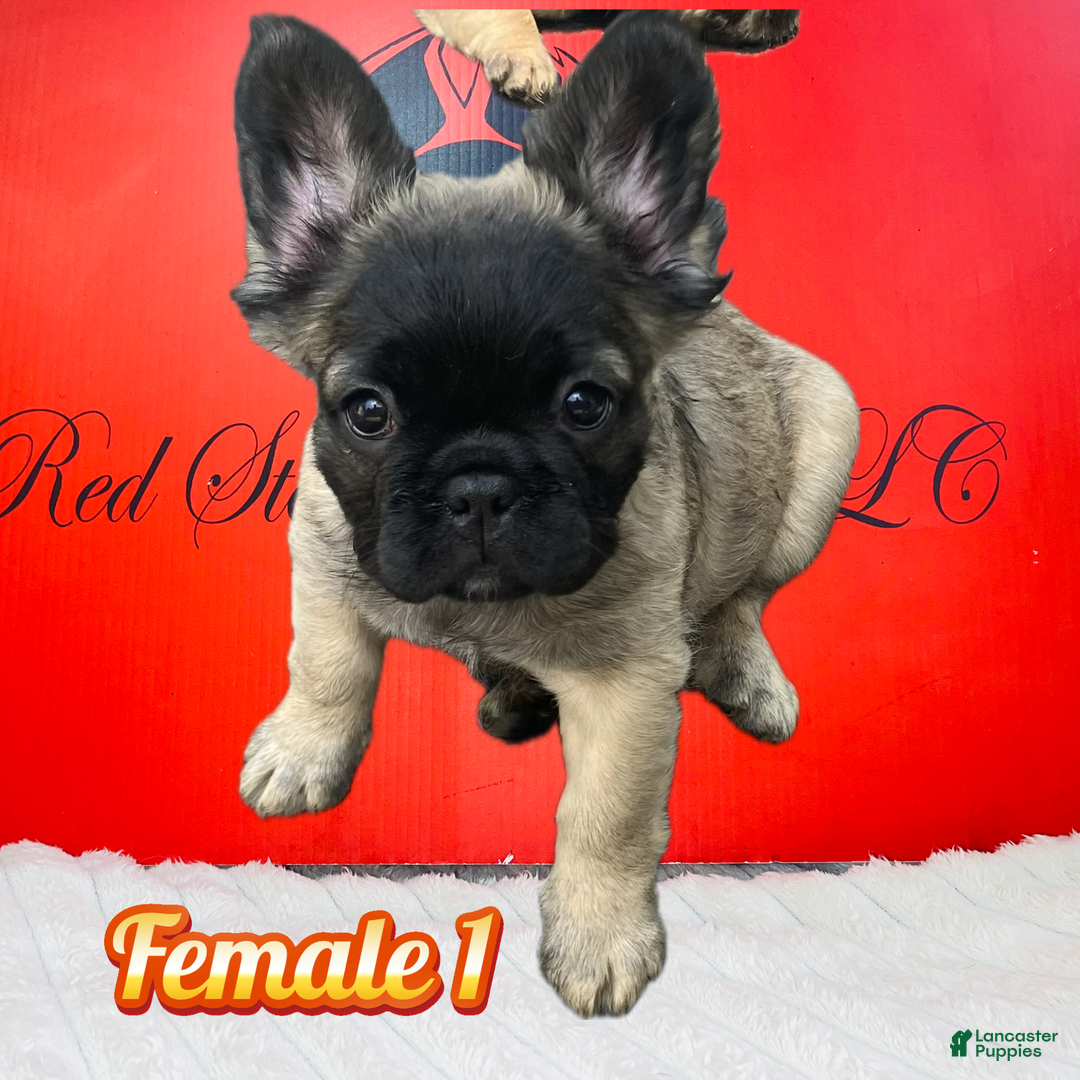 French Bulldog dogs for sale: Lucia - Image 1