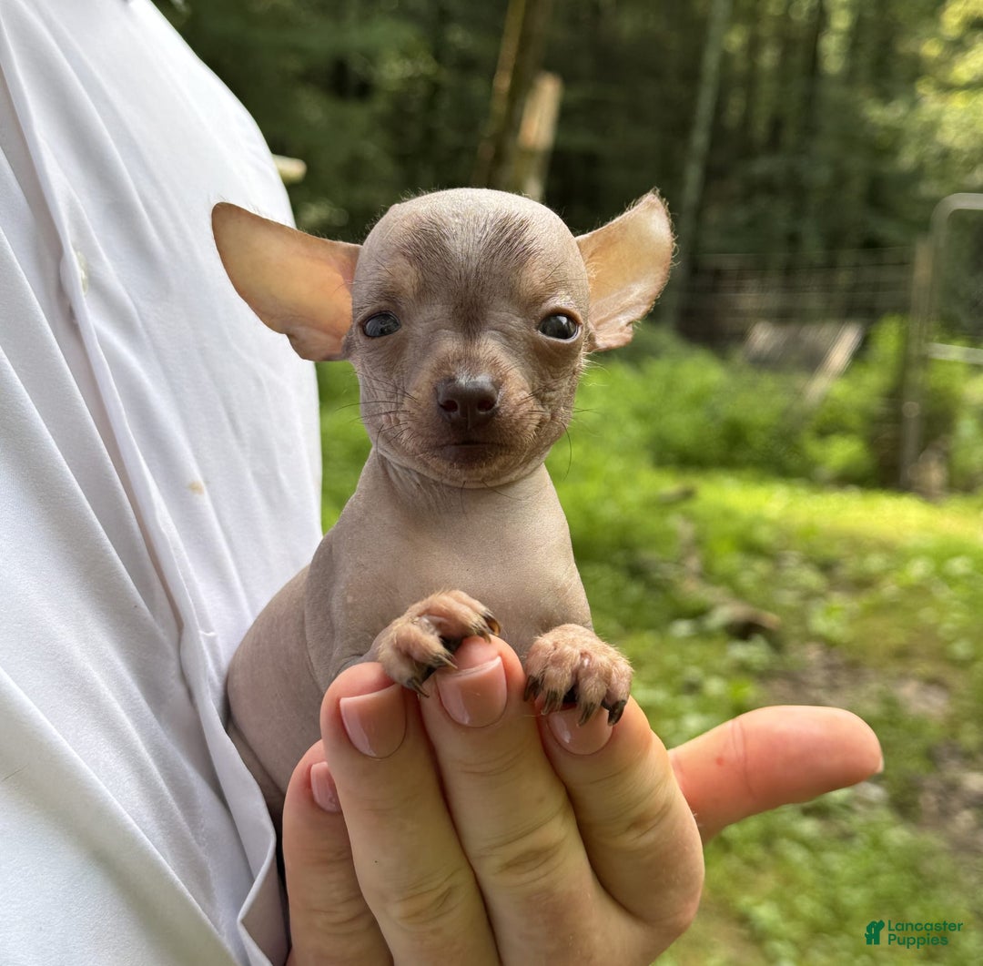 Chihuahua dogs for sale: Krillin - Image 5