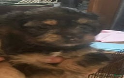 Yorkshire Terrier dogs for sale: Scooter - Image 1