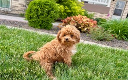 Maltipoo dogs for sale: Macon - Image 5