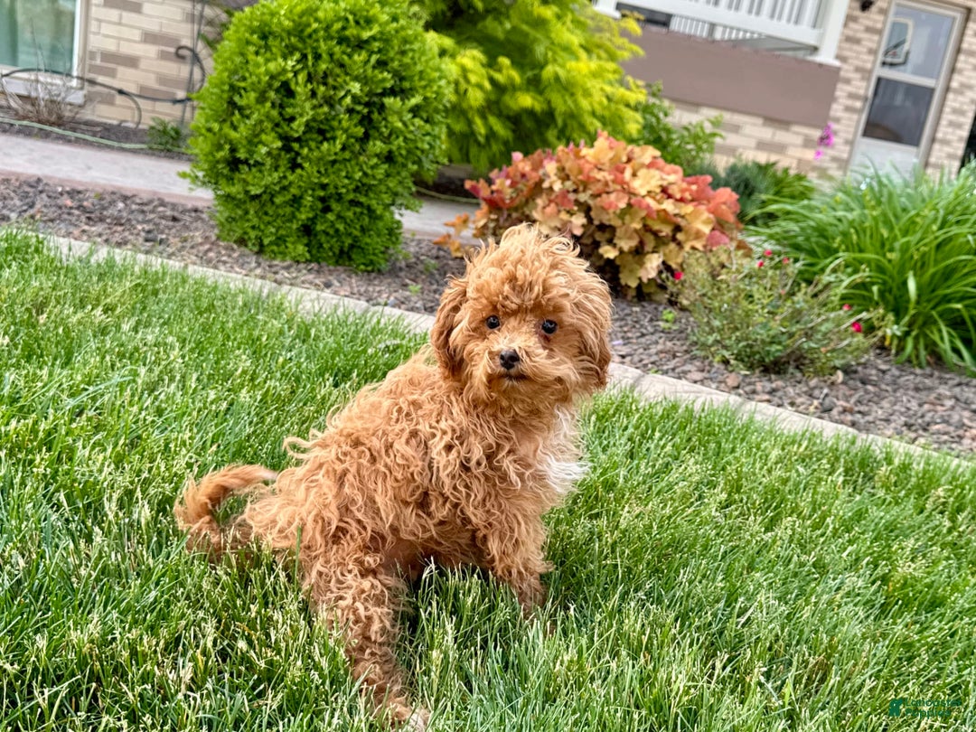 Maltipoo dogs for sale: Macon - Image 5