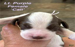 English Springer Spaniel dogs for sale: Cali - Image 7