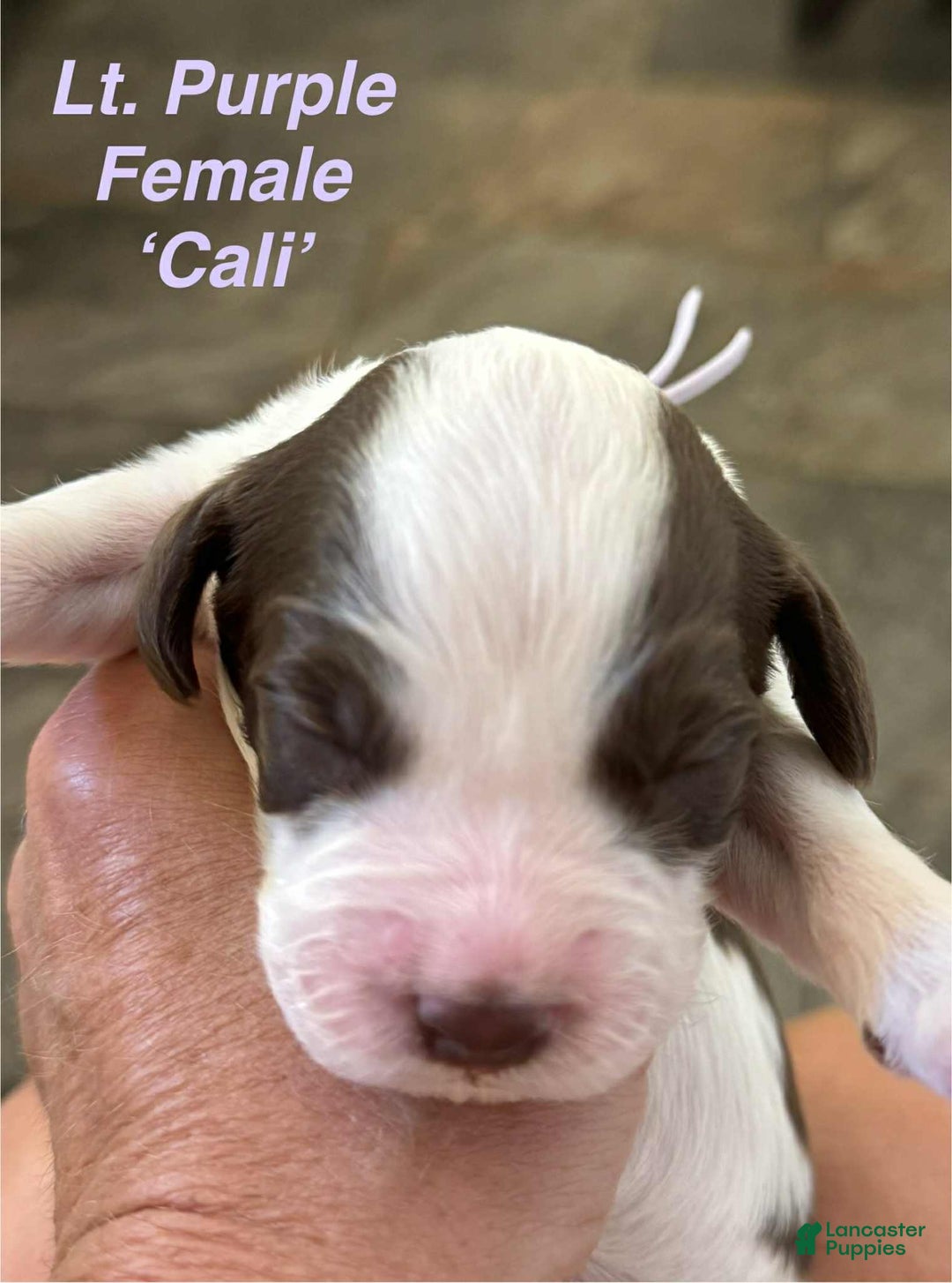 English Springer Spaniel dogs for sale: Cali - Image 7