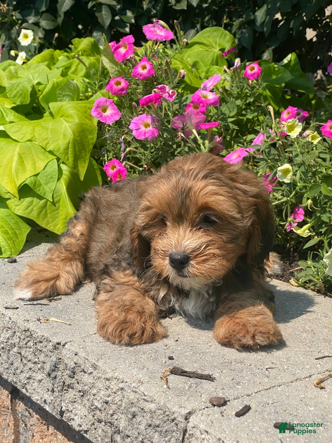 Lhasapoo dogs for sale: Jenny - Image 5