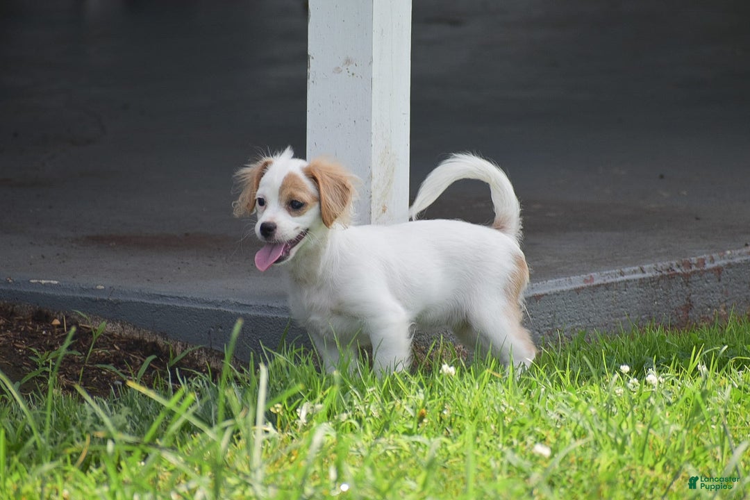 Cavapoo dogs for sale: Mariah - Image 4