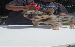 French Bulldog dogs for sale: Sonic - Image 14