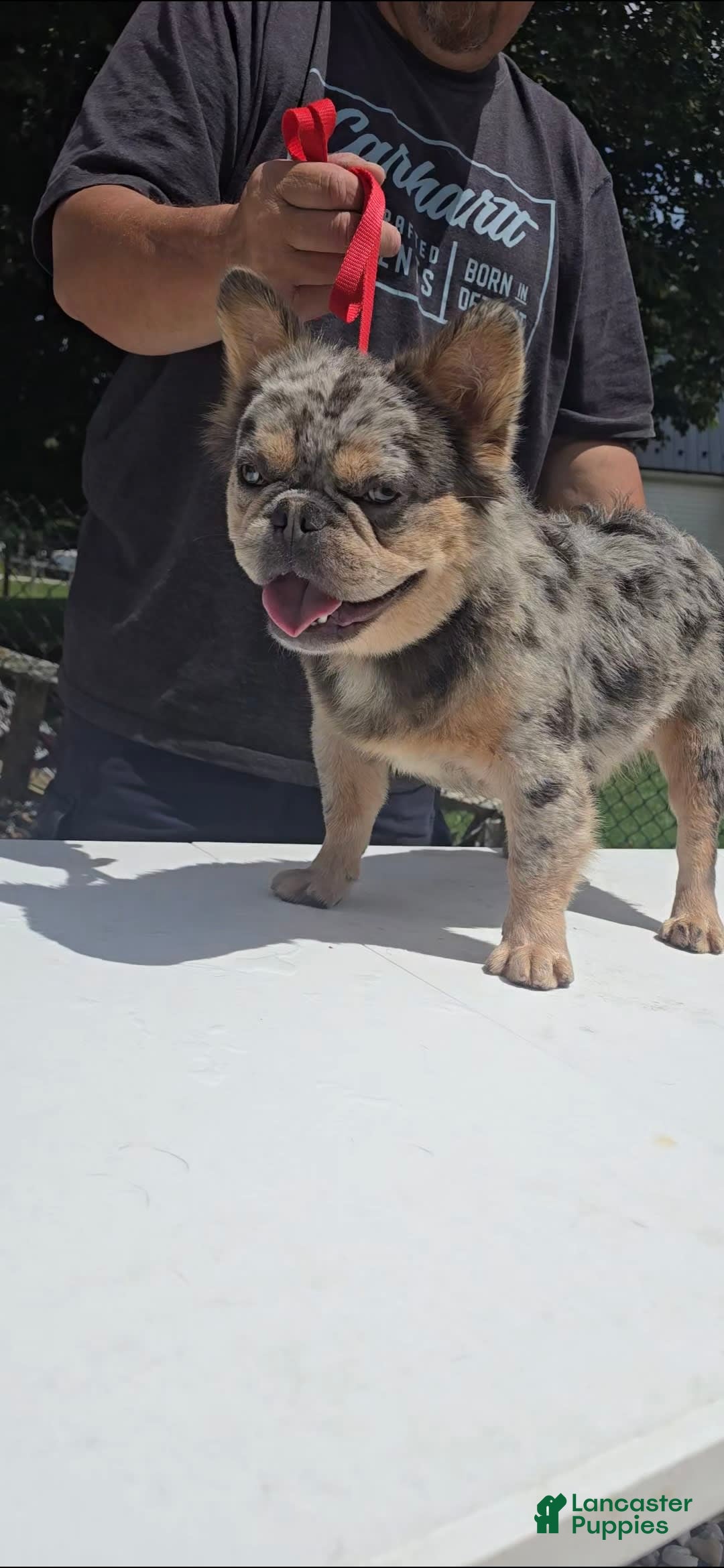 French Bulldog dogs for sale: Sonic - Image 14