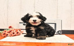 Mini Bernedoodle dogs for sale: Max - Image 3