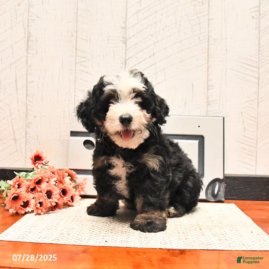 Mini Bernedoodle dogs for sale: Max - Image 3