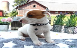 Jack Russell Terrier dogs for sale: Zippie - Image 2