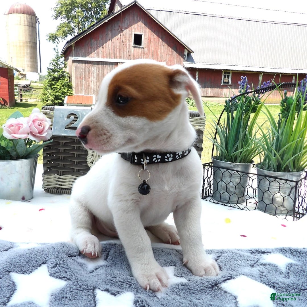 Jack Russell Terrier dogs for sale: Zippie - Image 2