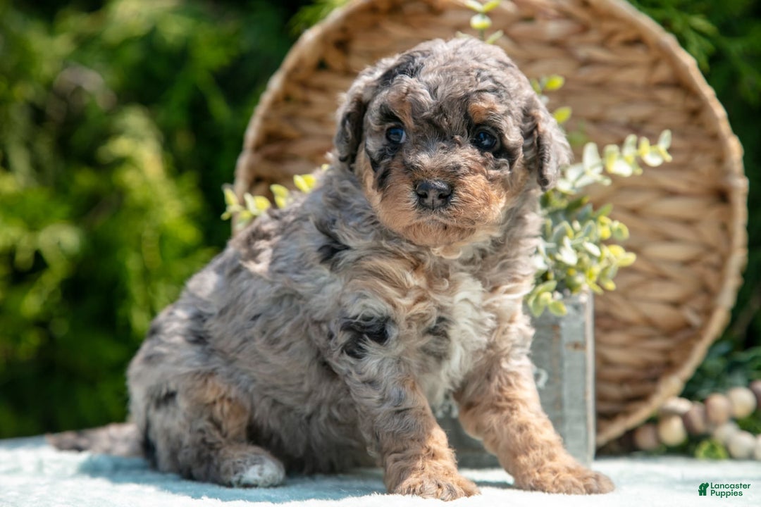 Mini Bernedoodle dogs for sale: Kendra - Image 2