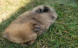 Pomeranian dogs for sale: Cody - Image 2