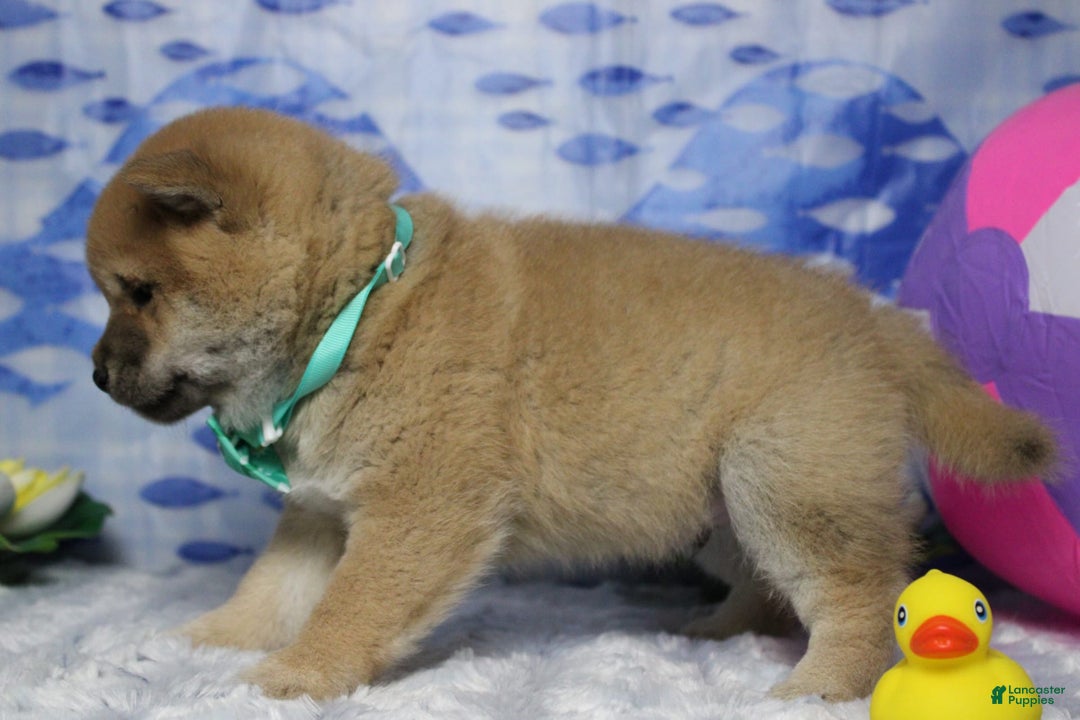 Shiba Inu dogs for sale: Larry - Image 17