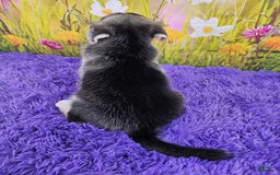 Goberian dogs for sale: Iggy - Image 3