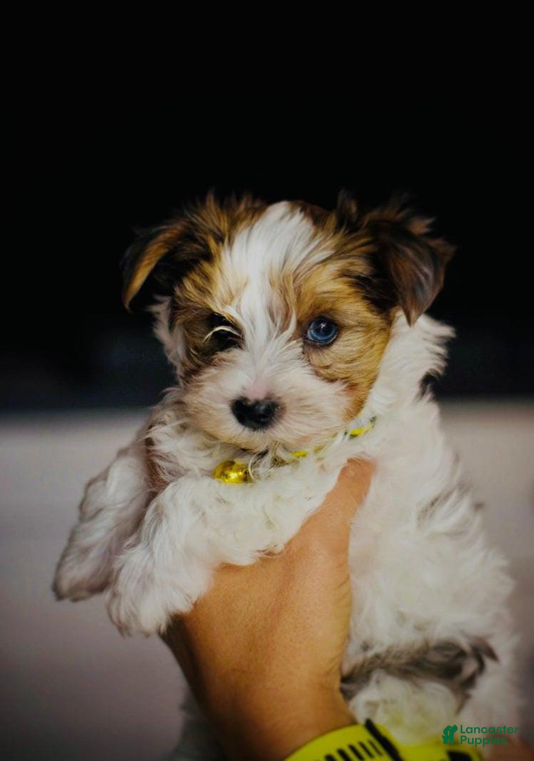 Yorkshire Terrier dogs for sale: Beanie - Image 3