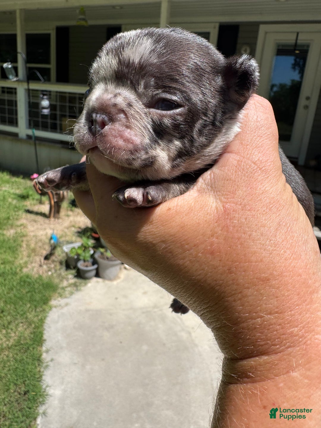 French Bulldog dogs for sale: Hope - Image 11