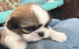 Shih Tzu dogs for sale: Ollie - Image 3