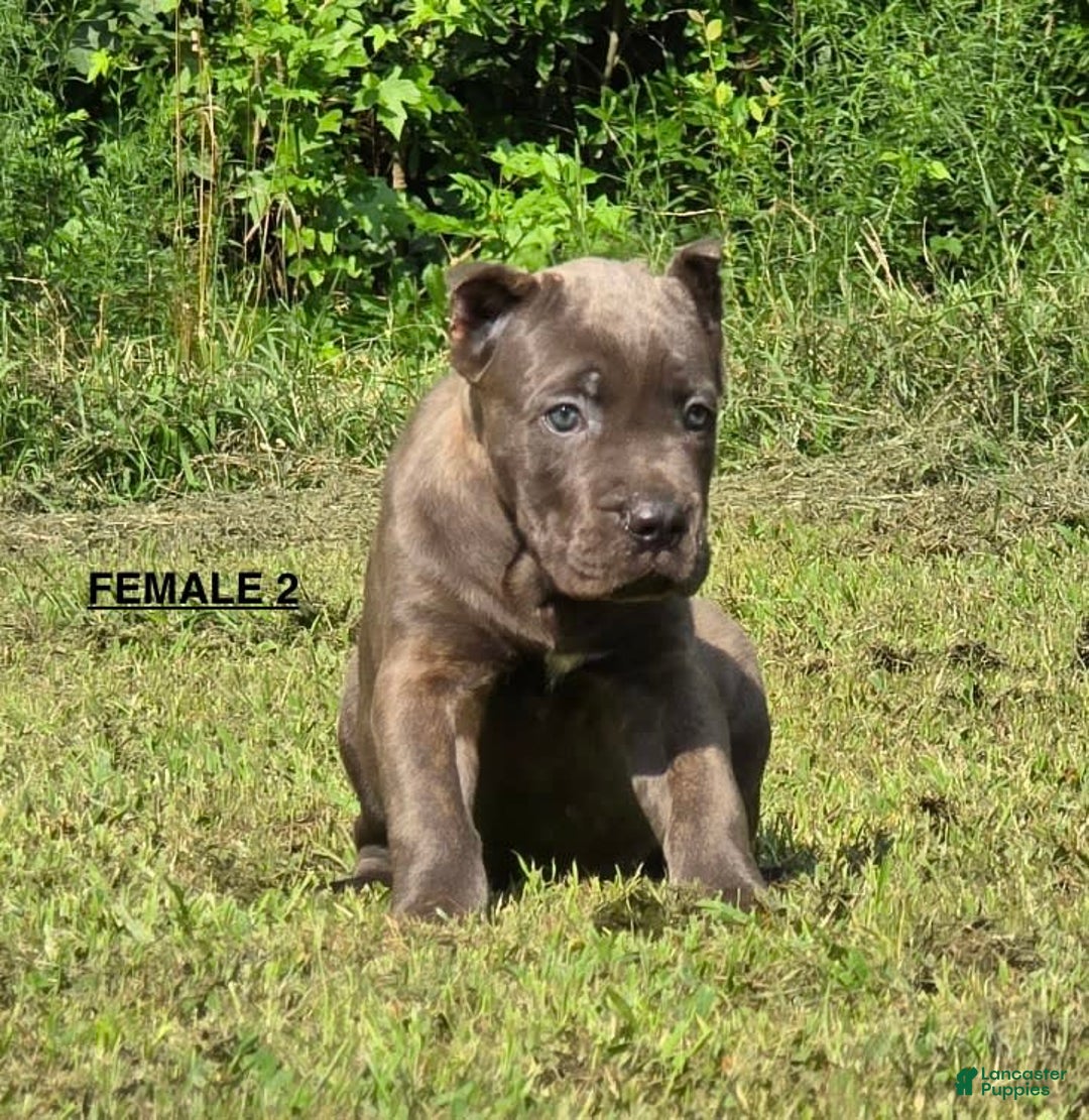 Cane Corso dogs for sale: Female 2 - Listing for pets: Male 1, Female 1, Female 2 - Image 1