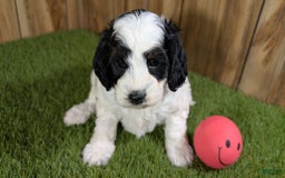 Cavapoo dogs for sale: Missy Girl 2 - Image 14