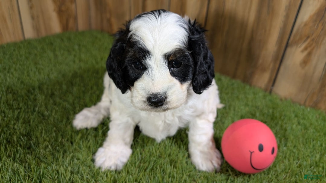 Cavapoo dogs for sale: Missy Girl 2 - Image 14