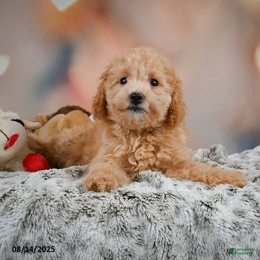 Bichpoo dogs for sale: Jessica - Image 4
