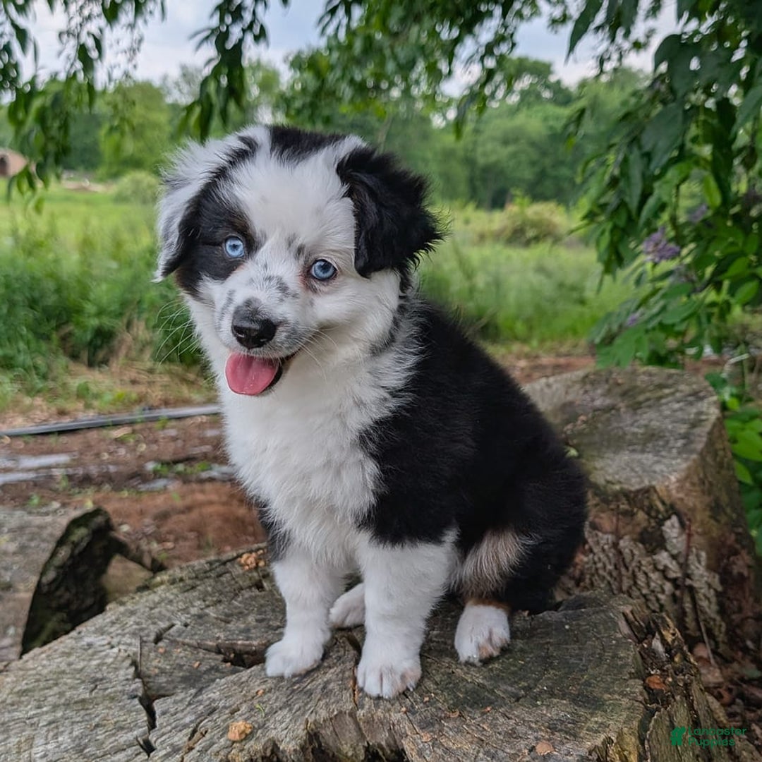 Miniature Australian Shepherd dogs for sale: Axel Toy - Image 29