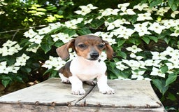 Miniature Dachshund dogs for sale: Rascal - Image 6