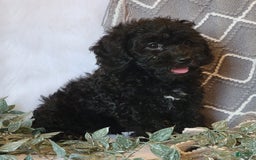 Cockapoo dogs for sale: Royal - Image 3