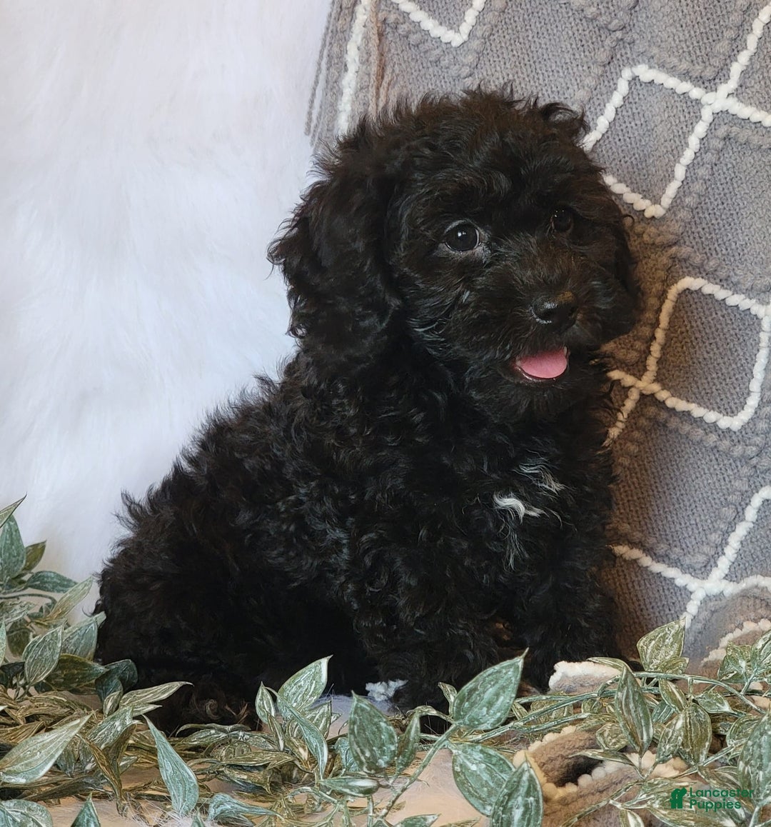 Cockapoo dogs for sale: Royal - Image 3